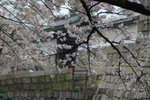6-10 April 2006_京阪神之旅a_Sakura00005