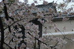 6-10 April 2006_京阪神之旅_Sakura00004