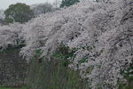 6-10 April 2006_京阪神之旅_Sakura00003