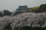 6-10 April 2006_京阪神之旅_Sakura00002