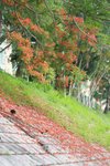 29052011_Tai Po Mui Shue Hang-Extra00002