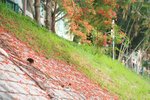 29052011_Tai Po Mui Shue Hang-Extra00003