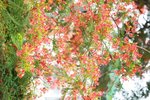 29052011_Tai Po Mui Shue Hang-Extra00004