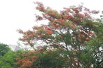 29052011_Tai Po Mui Shue Hang-Extra00006