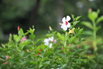 13102019_Lingnan Garden Snapshots00005