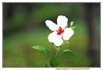 13102019_Lingnan Garden Snapshots00006