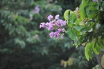 13102019_Lingnan Garden Snapshots00007