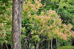 13102019_Lingnan Garden Snapshots00010