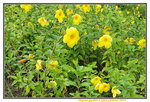 13102019_Lingnan Garden Snapshots00011