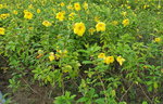13102019_Lingnan Garden Snapshots00012