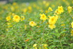 13102019_Lingnan Garden Snapshots00013