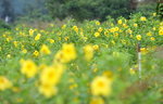 13102019_Lingnan Garden Snapshots00014