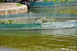 13102019_Lingnan Garden Snapshots00020