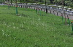 13102019_Lingnan Garden Snapshots00022
