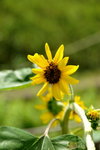 19062011_Lions Club Snapshots_Sun Flower00006