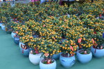 20012023_Nikon D5300_Victoria Park Lunar New Year Flower Fair_Mandarin Orange00001