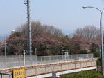 6-10 April 2006_京阪神之旅_名古屋城00001