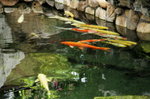 21072011_南蓮園池_園景00009
