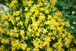 16032016_Hong Kong Flower Show 2016_Narcissus Pseudonarcissus00003