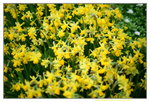 16032016_Hong Kong Flower Show 2016_Narcissus Pseudonarcissus00004