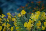 16032016_Hong Kong Flower Show 2016_Narcissus Pseudonarcissus00005