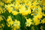 16032016_Hong Kong Flower Show 2016_Narcissus Pseudonarcissus00007