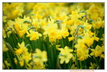 16032016_Hong Kong Flower Show 2016_Narcissus Pseudonarcissus00010