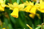 16032016_Hong Kong Flower Show 2016_Narcissus Pseudonarcissus00013