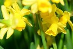 16032016_Hong Kong Flower Show 2016_Narcissus Pseudonarcissus00014