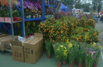05022024_Victoria Park Lunar New Year Flower Fair_The Venue00006
