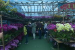 05022024_Victoria Park Lunar New Year Flower Fair_The Venue00011