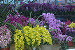 05022024_Victoria Park Lunar New Year Flower Fair_The Venue00013