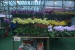 05022024_Victoria Park Lunar New Year Flower Fair_The Venue00018