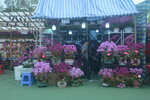 05022024_Victoria Park Lunar New Year Flower Fair_The Venue00019