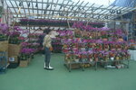 05022024_Victoria Park Lunar New Year Flower Fair_The Venue00021