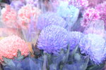 05022024_Victoria Park Lunar New Year Flower Fair_Chrysanthemun00001