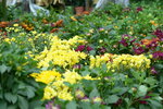 05022024_Victoria Park Lunar New Year Flower Fair_Chrysanthemun00003