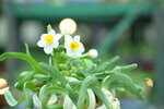 05022024_Victoria Park Lunar New Year Flower Fair_Daffodil00010