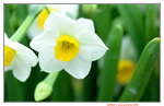 05022024_Victoria Park Lunar New Year Flower Fair_Daffodil00014