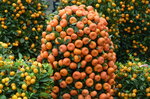 05022024_Victoria Park Lunar New Year Flower Fair_Mandarin Orange00001