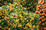 05022024_Victoria Park Lunar New Year Flower Fair_Mandarin Orange00002