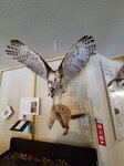 12022025_Samsung Galaxy Note20 Ultra_29th round to Hokkaido_Shari-gun Shiretoko Museum00099