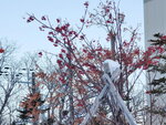 12022025_Samsung Galaxy Note20 Ultra_29th round to Hokkaido_Shiretoko Morning00104