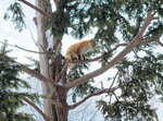 13022025_Samsung Galaxy Note20 Ultra_29th round to Hokkaido_Kitamishi_Kitakitsune Farm00016