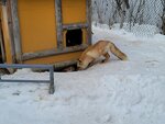 13022025_Samsung Galaxy Note20 Ultra_29th round to Hokkaido_Kitamishi_Kitakitsune Farm00017