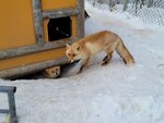 13022025_Samsung Galaxy Note20 Ultra_29th round to Hokkaido_Kitamishi_Kitakitsune Farm00018