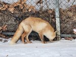 13022025_Samsung Galaxy Note20 Ultra_29th round to Hokkaido_Kitamishi_Kitakitsune Farm00021