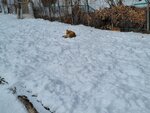 13022025_Samsung Galaxy Note20 Ultra_29th round to Hokkaido_Kitamishi_Kitakitsune Farm00022