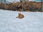 13022025_Samsung Galaxy Note20 Ultra_29th round to Hokkaido_Kitamishi_Kitakitsune Farm00024