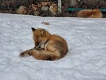 13022025_Samsung Galaxy Note20 Ultra_29th round to Hokkaido_Kitamishi_Kitakitsune Farm00025